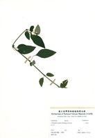 藏品(小蝦花)的圖片